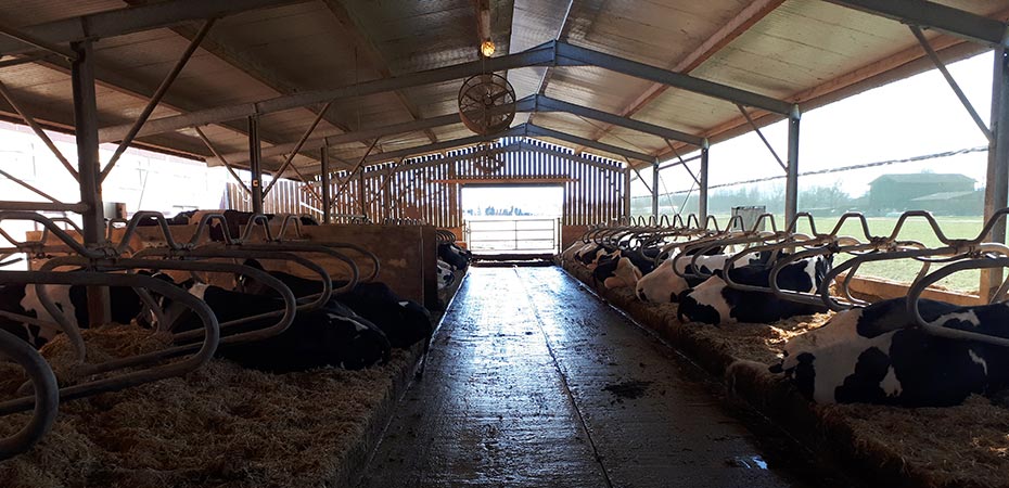 Milchproduktion - Stall